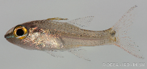  (Pristiapogon kallopterus - R0201_391)  @15 [ ] Copyright (2015) Adeline COLLET OCEA Consult