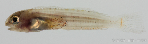  (Entomacrodus vermiculatus - R0301_041)  @11 [ ] Copyright (2015) Adeline COLLET OCEA Consult