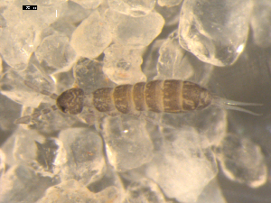  ( - BIOUG00037-70)  @14 [ ] CreativeCommons - Attribution (2010) CBG Photography Group Centre for Biodiversity Genomics