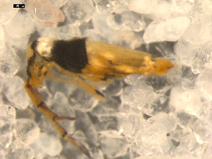 ( - BIOUG00038-26)  @13 [ ] CreativeCommons - Attribution  CBG Photography Group Centre for Biodiversity Genomics