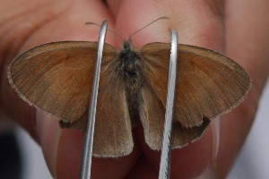  (Coenonympha california nipisiquit - N2016-187)  @12 [ ] CreativeCommons - Attribution (2016) S. Pinna Unspecified