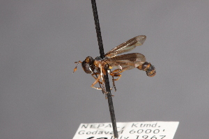  ( - CNC Diptera 28358)  @11 [ ] CreativeCommons - Attribution Non-Commercial (2010) Jeffrey H. Skevington Agriculture and Agri-Food Canada
