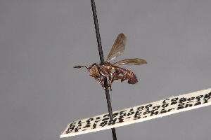  ( - CNC Diptera 28374)  @11 [ ] CreativeCommons - Attribution Non-Commercial (2010) Jeffrey H. Skevington Agriculture and Agri-Food Canada