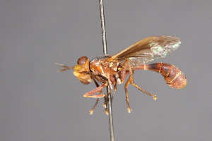  (Physoconops rufus - CNC Diptera 28380)  @11 [ ] CreativeCommons - Attribution Non-Commercial (2010) Jeffrey H. Skevington Agriculture and Agri-Food Canada