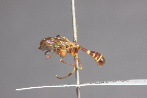  (Tropidomyia sp - CNC Diptera 28396)  @11 [ ] CreativeCommons - Attribution Non-Commercial (2010) Jeffrey H. Skevington Agriculture and Agri-Food Canada