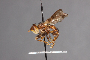  ( - CNC Diptera 28405)  @11 [ ] CreativeCommons - Attribution Non-Commercial (2010) Jeffrey H. Skevington Agriculture and Agri-Food Canada
