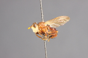  ( - CNC Diptera 28406)  @11 [ ] CreativeCommons - Attribution Non-Commercial (2010) Jeffrey H. Skevington Agriculture and Agri-Food Canada