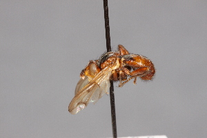  ( - CNC Diptera 28409)  @11 [ ] CreativeCommons - Attribution Non-Commercial (2010) Jeffrey H. Skevington Agriculture and Agri-Food Canada