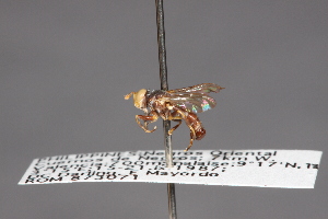  (Thecophora phillippinensis - CNC Diptera 28417)  @11 [ ] CreativeCommons - Attribution Non-Commercial (2010) Jeffrey H. Skevington Agriculture and Agri-Food Canada