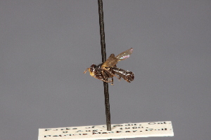  (Thecophora propinqua - CNC Diptera 28418)  @11 [ ] CreativeCommons - Attribution Non-Commercial (2010) Jeffrey H. Skevington Agriculture and Agri-Food Canada