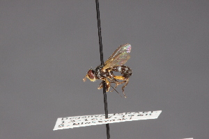  ( - CNC Diptera 28421)  @11 [ ] CreativeCommons - Attribution Non-Commercial (2010) Jeffrey H. Skevington Agriculture and Agri-Food Canada