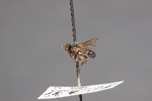  ( - CNC Diptera 28425)  @11 [ ] CreativeCommons - Attribution Non-Commercial (2010) Jeffrey H. Skevington Agriculture and Agri-Food Canada