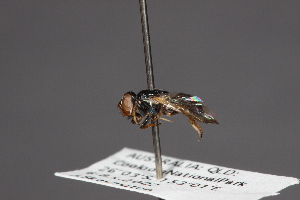  (Lamprogaster nigriceps - CNC Diptera 28444)  @11 [ ] CreativeCommons - Attribution Non-Commercial (2010) Jeffrey H. Skevington Agriculture and Agri-Food Canada