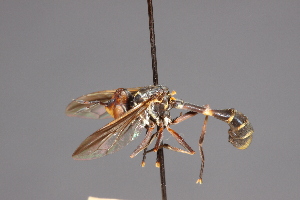  (Physoconops longistylus - Jeff Skevington Specimen 19046)  @11 [ ] CreativeCommons - Attribution Non-Commercial (2010) Jeffrey H. Skevington Agriculture and Agri-Food Canada