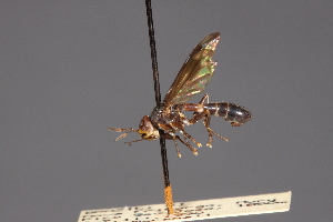  (Physoconops parvus - Jeff Skevington Specimen 19047)  @11 [ ] CreativeCommons - Attribution Non-Commercial (2010) Jeffrey H. Skevington Agriculture and Agri-Food Canada