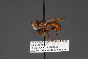  ( - CNC Diptera 28481)  @11 [ ] CreativeCommons - Attribution Non-Commercial (2010) Jeffrey H. Skevington Agriculture and Agri-Food Canada