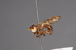  ( - CNC Diptera 28484)  @11 [ ] CreativeCommons - Attribution Non-Commercial (2010) Jeffrey H. Skevington Agriculture and Agri-Food Canada