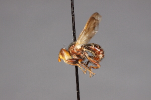  ( - CNC Diptera 28486)  @11 [ ] CreativeCommons - Attribution Non-Commercial (2010) Jeffrey H. Skevington Agriculture and Agri-Food Canada