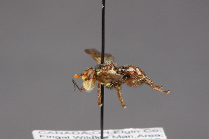  ( - CNC Diptera 28488)  @11 [ ] CreativeCommons - Attribution Non-Commercial (2010) Jeffrey H. Skevington Agriculture and Agri-Food Canada