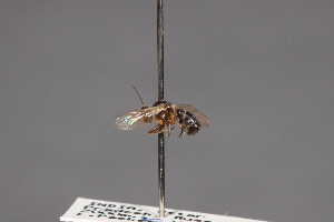  (Thecophora pusilla - CNC Diptera 28491)  @11 [ ] CreativeCommons - Attribution Non-Commercial (2010) Jeffrey H. Skevington Agriculture and Agri-Food Canada