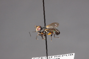  ( - CNC Diptera 28471)  @11 [ ] CreativeCommons - Attribution Non-Commercial (2010) Jeffrey H. Skevington Agriculture and Agri-Food Canada