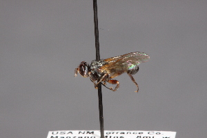  ( - CNC Diptera 28493)  @11 [ ] CreativeCommons - Attribution Non-Commercial (2010) Jeffrey H. Skevington Agriculture and Agri-Food Canada