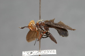  (Archiconops pseudoerythrocephalus - CNC Diptera 28341)  @11 [ ] CreativeCommons - Attribution Non-Commercial (2010) Jeffrey H. Skevington Agriculture and Agri-Food Canada