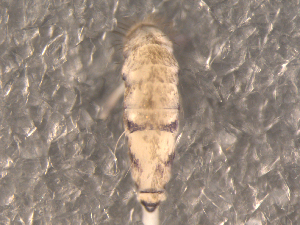  (Willowsia nigromaculata - ONTCOL0725)  @14 [ ] CreativeCommons - Attribution (2010) CBG Photography Group Centre for Biodiversity Genomics