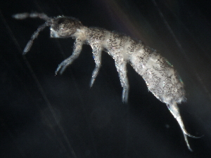  (Parisotoma notabilis L1 - ONTCOL0187)  @15 [ ] CreativeCommons - Attribution (2010) CBG Photography Group Centre for Biodiversity Genomics