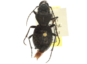  ( - BIOUG09887-A02)  @13 [ ] CreativeCommons - Attribution (2014) CBG Photography Group Centre for Biodiversity Genomics