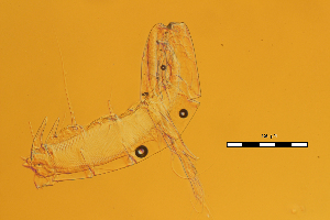  (Mastigodiaptomus cf. reidae - ZPLMX576)  @11 [ ] CreativeCommons - Attribution (2018) Manuel Elias-Gutierrez El Colegio de la Frontera Sur, Unidad Chetumal