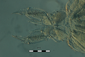  (Arctodiaptomus cf. dorsalis1 - ZPLMX548)  @11 [ ] CreativeCommons - Attribution (2018) Manuel Elias-Gutierrez El Colegio de la Frontera Sur, Unidad Chetumal