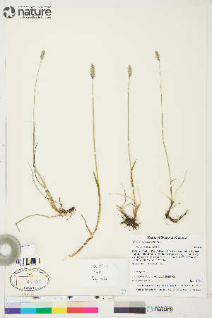 (Alopecurus magellanicus - CCDB-36016-H09)  @11 [ ] CreativeCommons - Attribution Non-Commercial 4.0 International (2020) Canadian Museum of Nature Canadian Museum of Nature