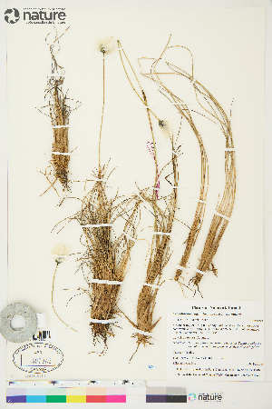  (Eriophorum vaginatum - CCDB-36018-D09)  @11 [ ] CreativeCommons - Attribution Non-Commercial 4.0 International (2020) Canadian Museum of Nature Canadian Museum of Nature