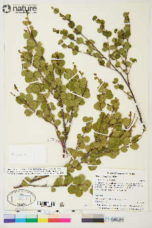  (Betula glandulosa - CCDB-36014-D04)  @11 [ ] CreativeCommons - Attribution Non-Commercial 4.0 International (2020) Canadian Museum of Nature Canadian Museum of Nature