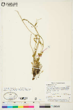  ( - CCDB-36017-F03)  @11 [ ] CreativeCommons - Attribution Non-Commercial 4.0 International (2020) Canadian Museum of Nature Canadian Museum of Nature