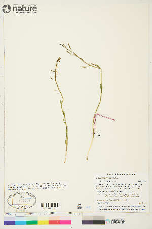  (Eutrema edwardsii - CCDB-36015-F07)  @11 [ ] CreativeCommons - Attribution Non-Commercial 4.0 International (2020) Canadian Museum of Nature Canadian Museum of Nature