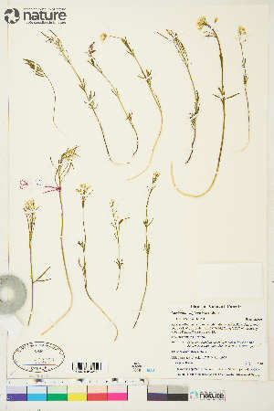  (Cardamine digitata - CCDB-36018-A04)  @11 [ ] CreativeCommons - Attribution Non-Commercial 4.0 International (2020) Canadian Museum of Nature Canadian Museum of Nature