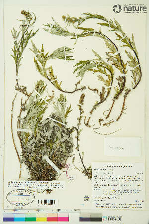  ( - CCDB-36017-C10)  @11 [ ] CreativeCommons - Attribution Non-Commercial 4.0 International (2020) Canadian Museum of Nature Canadian Museum of Nature