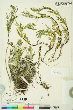  ( - CCDB-36017-C10)  @11 [ ] CreativeCommons - Attribution Non-Commercial 4.0 International (2020) Canadian Museum of Nature Canadian Museum of Nature