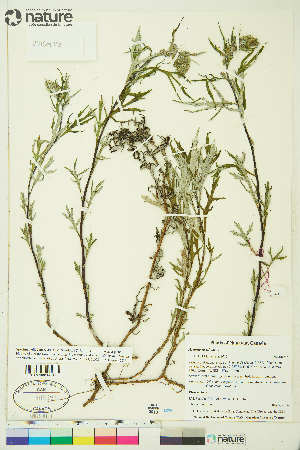  ( - CCDB-25796-G07)  @11 [ ] CreativeCommons - Attribution Non-Commercial 4.0 International (2020) Canadian Museum of Nature Canadian Museum of Nature