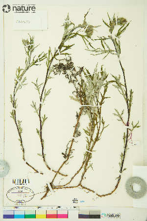  ( - CCDB-25796-G07)  @11 [ ] CreativeCommons - Attribution Non-Commercial 4.0 International (2020) Canadian Museum of Nature Canadian Museum of Nature