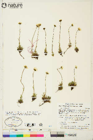  (Chrysanthemum integrifolium - CCDB-36017-E07)  @11 [ ] CreativeCommons - Attribution Non-Commercial 4.0 International (2020) Canadian Museum of Nature Canadian Museum of Nature