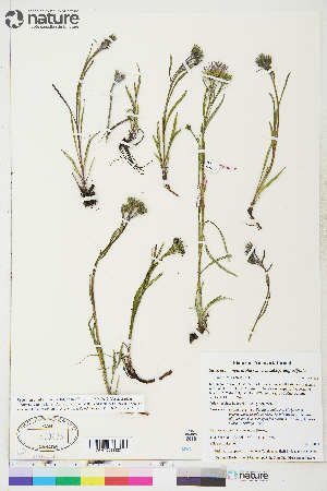  (Saussurea angustifolia - CCDB-36015-F10)  @11 [ ] CreativeCommons - Attribution Non-Commercial 4.0 International (2020) Canadian Museum of Nature Canadian Museum of Nature