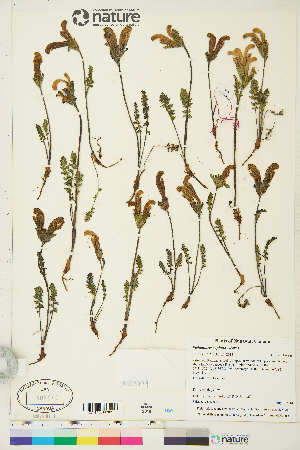  (Pedicularis capitata - CCDB-36014-G12)  @11 [ ] CreativeCommons - Attribution Non-Commercial 4.0 International (2020) Canadian Museum of Nature Canadian Museum of Nature