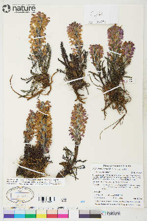  ( - CCDB-36017-B01)  @11 [ ] CreativeCommons - Attribution Non-Commercial 4.0 International (2020) Canadian Museum of Nature Canadian Museum of Nature