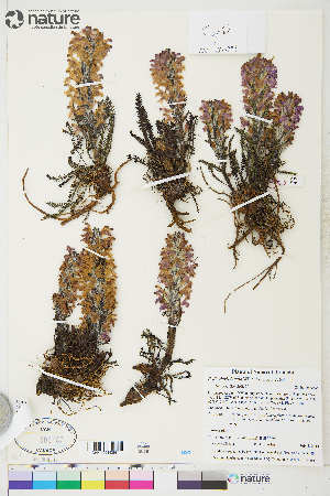  (Pedicularis lanata - CCDB-36017-B01)  @11 [ ] CreativeCommons - Attribution Non-Commercial 4.0 International (2020) Canadian Museum of Nature Canadian Museum of Nature