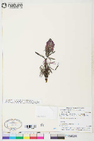  ( - CCDB-36013-C02)  @11 [ ] CreativeCommons - Attribution Non-Commercial 4.0 International (2020) Canadian Museum of Nature Canadian Museum of Nature