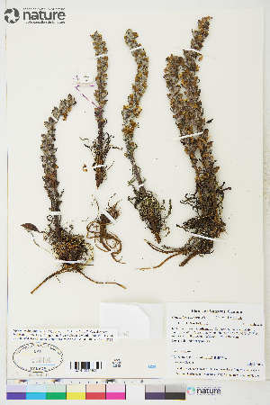  ( - CCDB-36014-A04)  @11 [ ] CreativeCommons - Attribution Non-Commercial 4.0 International (2020) Canadian Museum of Nature Canadian Museum of Nature