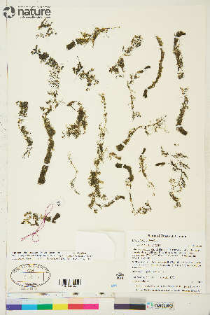  (Utricularia intermedia - CCDB-36017-E01)  @11 [ ] CreativeCommons - Attribution Non-Commercial 4.0 International (2020) Canadian Museum of Nature Canadian Museum of Nature
